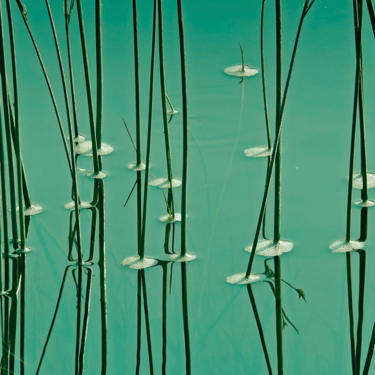 Photo of grass growing in green water to reflect peace and calmness