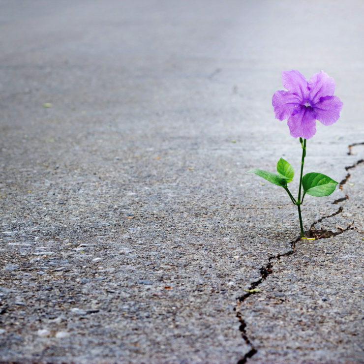Purple Flower Blooming In A Concrete Crack Showing Resilience