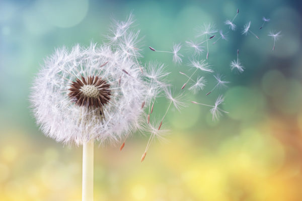 Dandelion As A Symbol For New Beginnings