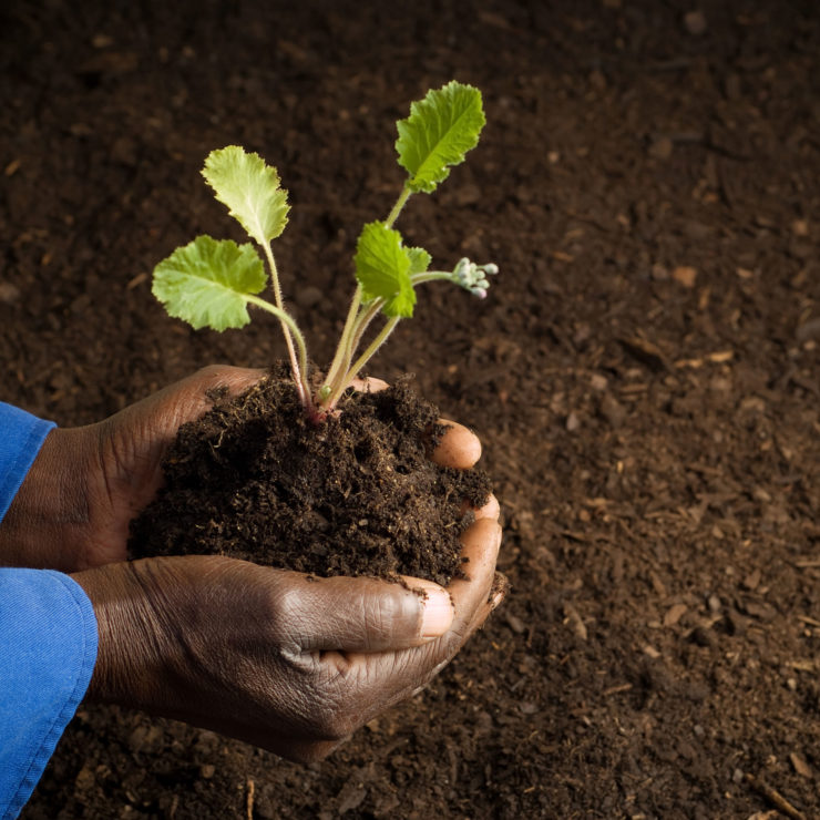 African American farmer holding a plant. Image symbolizing that humility has the root word "humus,"  meaning earth in Latin.