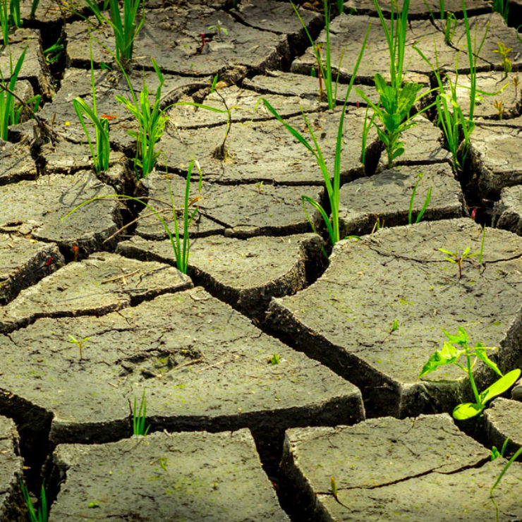 Grass Growing In Dry Cracked Earth to show the negative effects of climate change