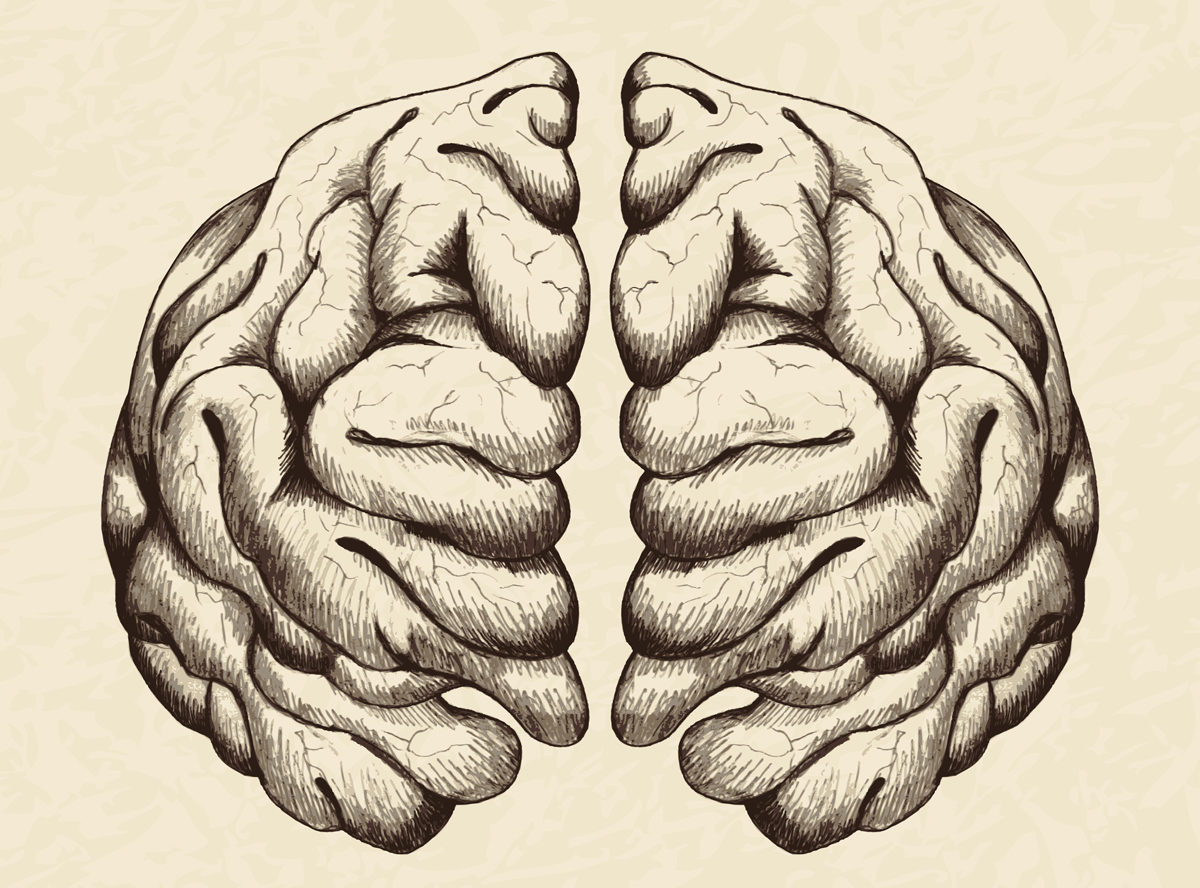 Anatomical brain illustration by rudall30 via iStock
