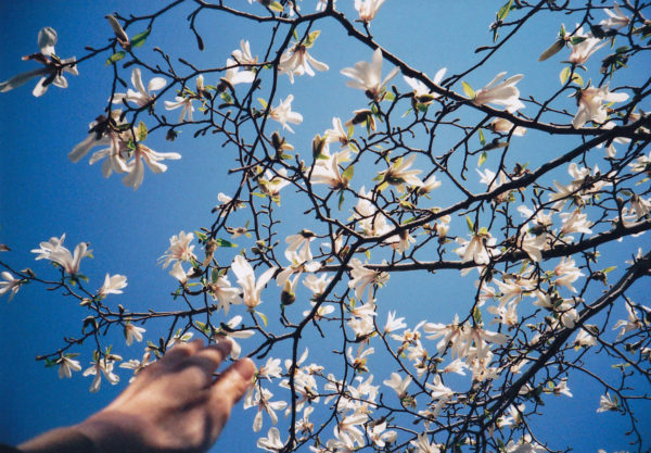 Photo of hand reaching up to touch tree with flowers by Risa Ikeda via Flickr