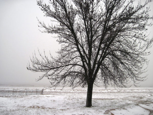 Photo of tree with no leaves in winter by Renee Mcgurk via Flickr